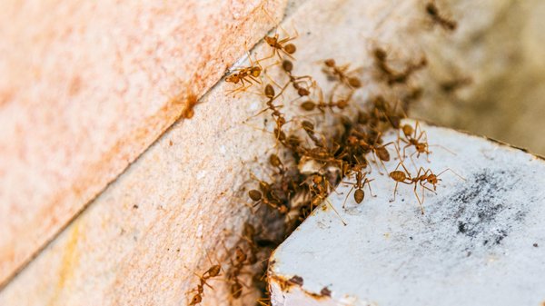 Les conséquences d'une invasion de fourmis : pourquoi agir rapidement ?